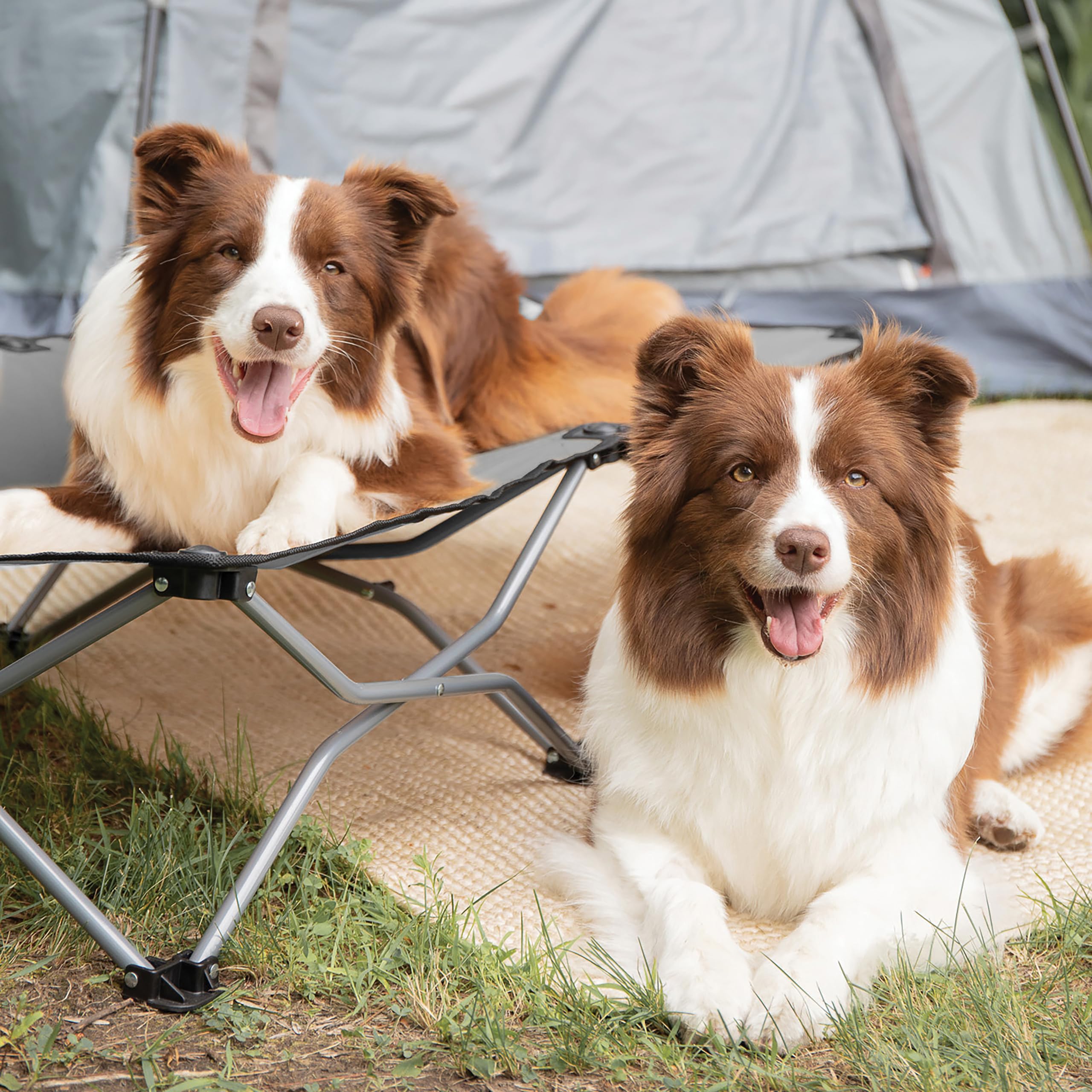 Carlson Pet Products 8025 Elevated Folding Pet Bed 47' Long, Charcoal